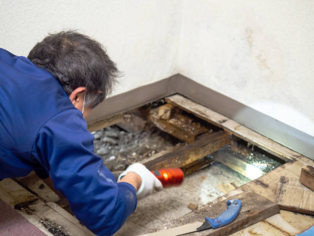 Best Local Mold Removal Service  in Foley, AL