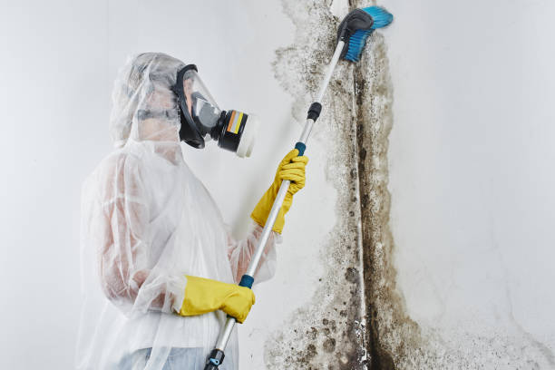 Best Emergency Mold Removal  in Foley, AL
