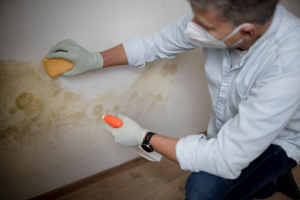 Best Mold Testing and Removal  in Foley, AL