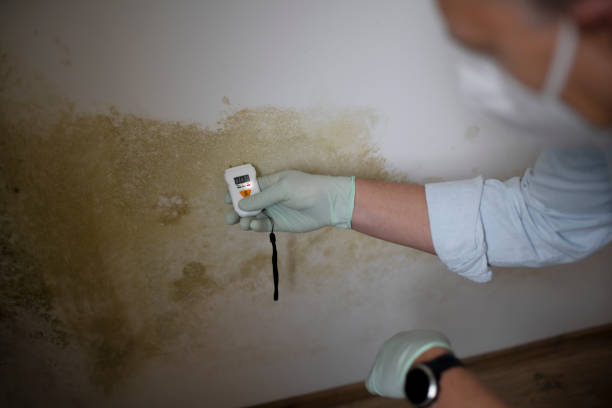 Best Local Mold Removal Service  in Foley, AL