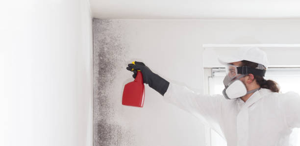 Trusted Foley, AL Mold Removal Experts