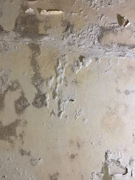 Best Affordable Mold Removal  in Foley, AL