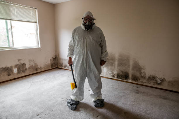 Best Same-Day Mold Removal  in Foley, AL