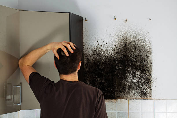 Best Same-Day Mold Removal  in Foley, AL