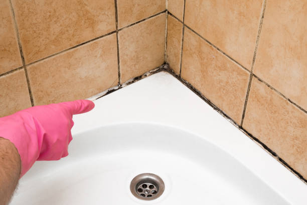 Best Mold Damage Repair  in Foley, AL